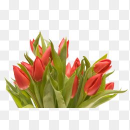 鲜花花卉免抠图