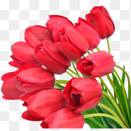 鲜花花卉免抠图