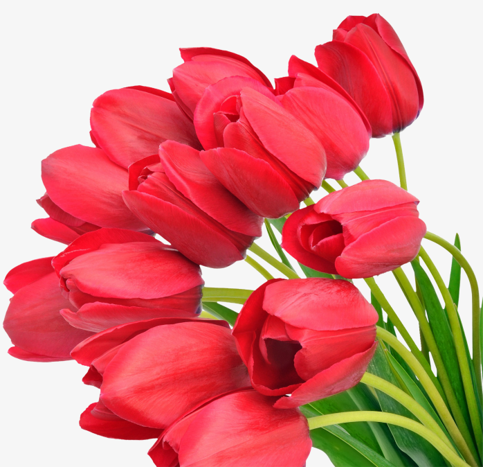 鲜花花卉免抠图