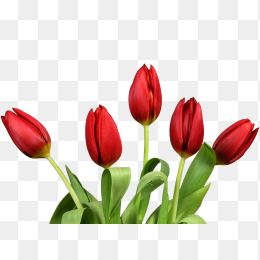 鲜花花卉免抠图