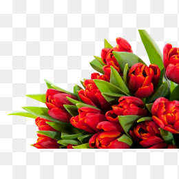 鲜花花卉免抠图