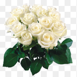 鲜花花卉免抠图