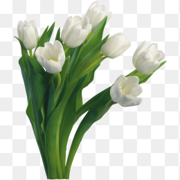 鲜花花卉免抠图