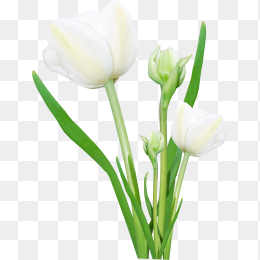 鲜花花卉免抠图