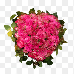 鲜花花卉免抠图