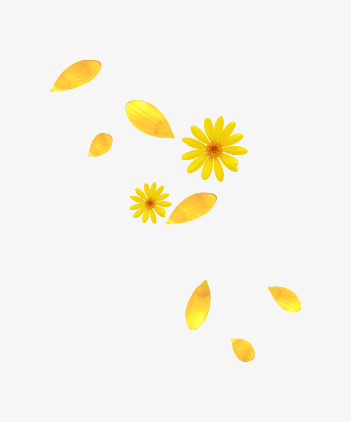菊花免抠漂浮素材下载