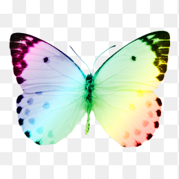彩色蝴蝶免抠素材