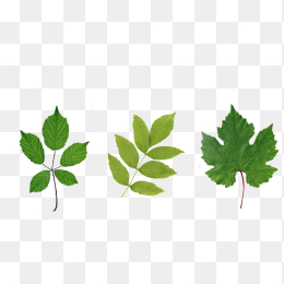 叶子素材