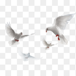 漂浮点缀鸟装饰下载