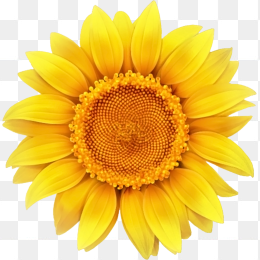 太阳花