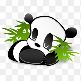 小熊猫