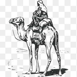 手绘骆驼