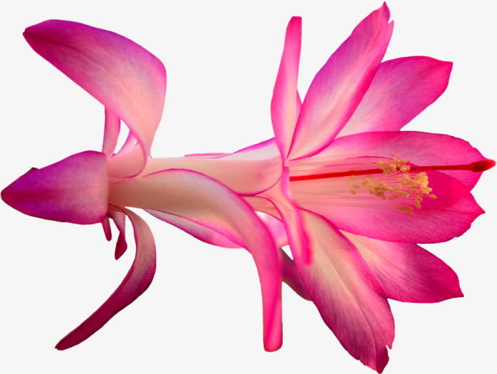 粉色花实拍