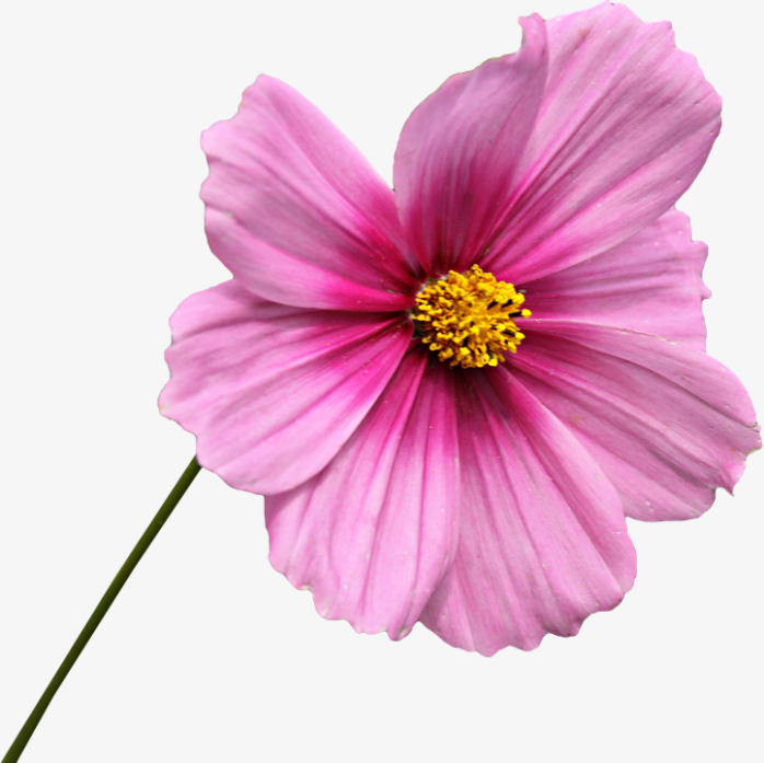 一朵格桑花