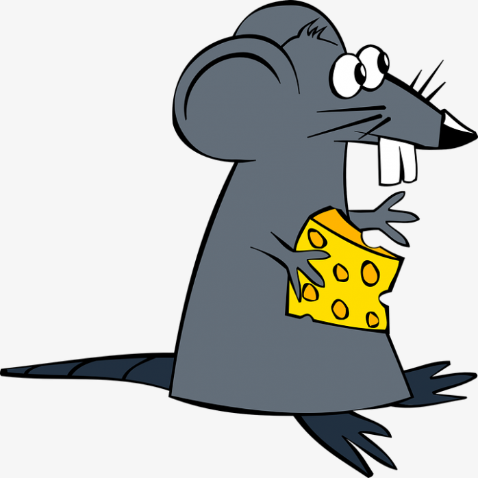 灰色老鼠吃东西