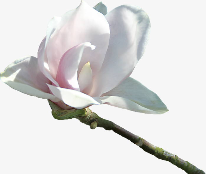 一株玉兰花