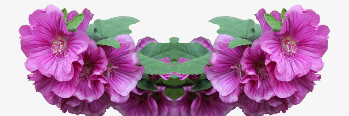 紫色花