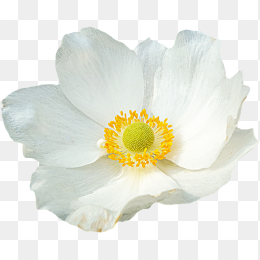 白色花素材
