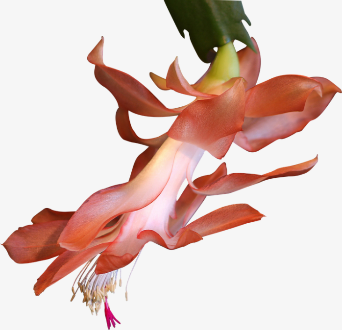 红色花素材
