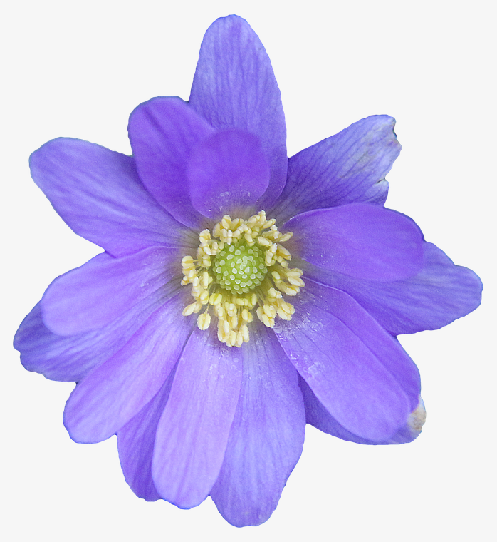 紫色花