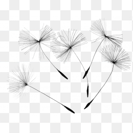 黑色蒲公英花朵