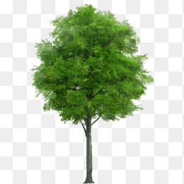 一棵树