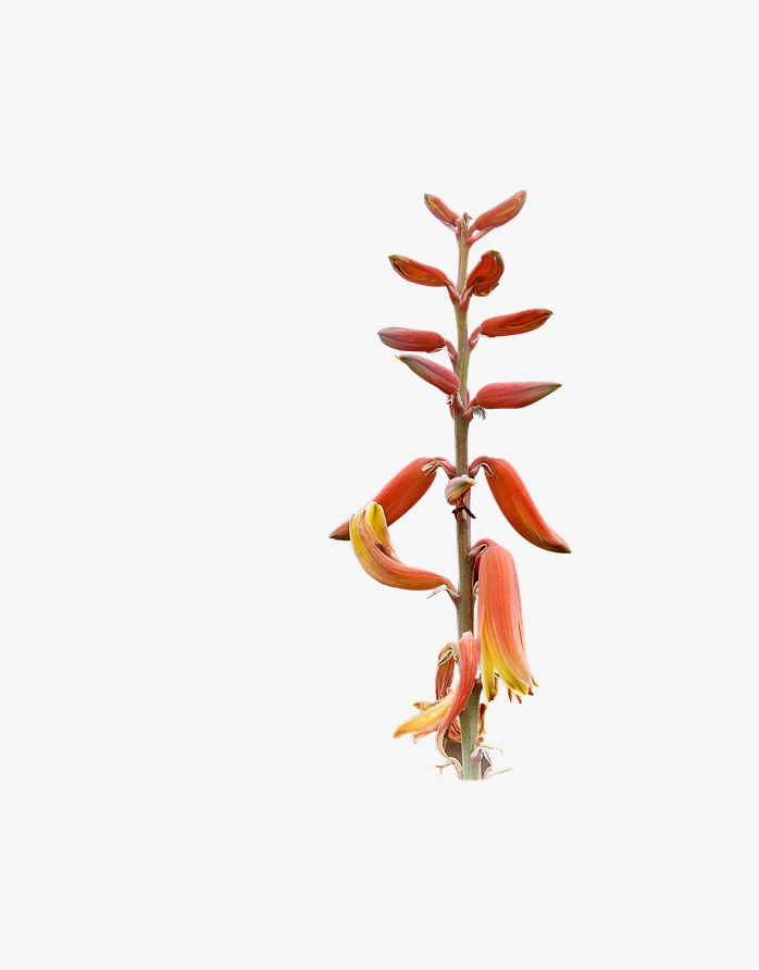 一株红色花