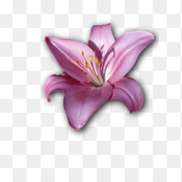 一朵紫色百合花