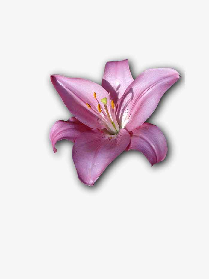一朵紫色百合花