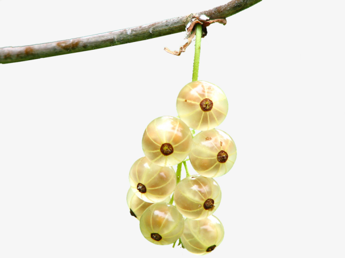 树枝上的果实