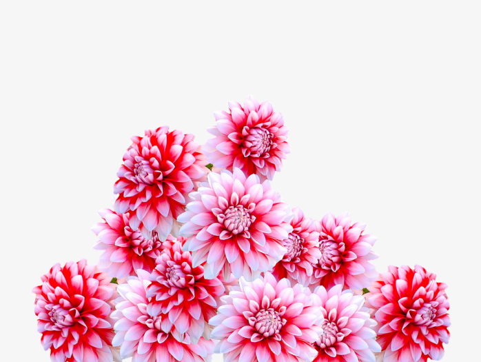 粉色菊花