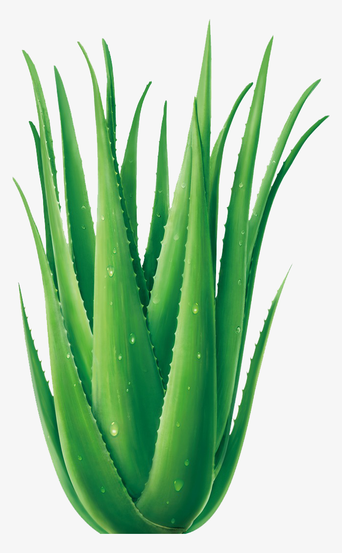 芦荟