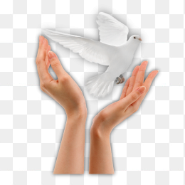 双手放飞和平鸽