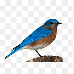 蓝色羽毛小鸟