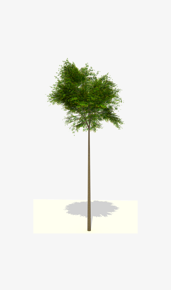一棵树