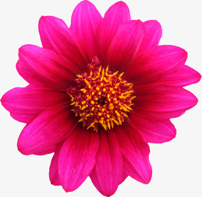 粉紫色菊花