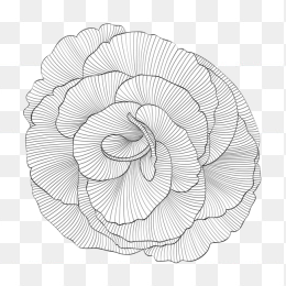 手绘条纹线形玫瑰花