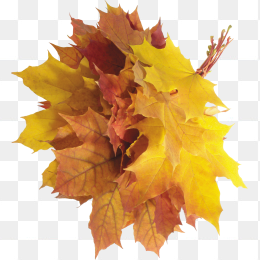 枫叶落叶免抠元素