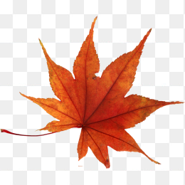 红色枫叶落叶元素