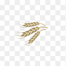 金色手绘禾穗