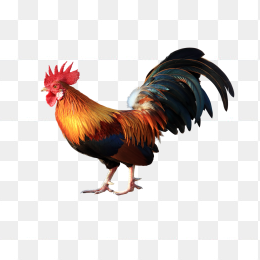 大公鸡