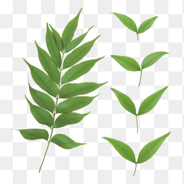 树叶免抠元素