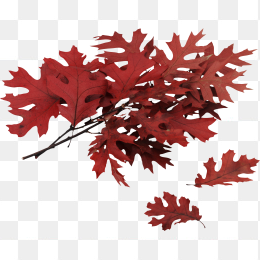 红色落叶