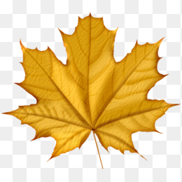 金黄色枫叶