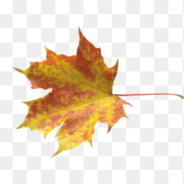 金黄色枫叶落叶