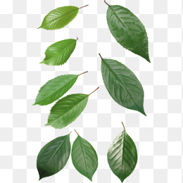 绿色树叶免抠元素