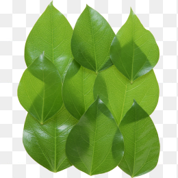 绿色树叶免抠图片
