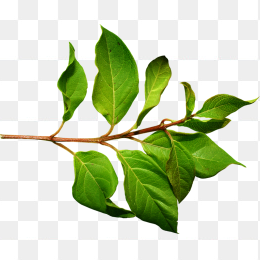 绿色植物叶片免抠图片