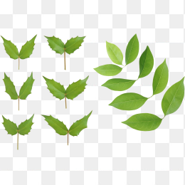 绿色植物叶片免抠图片