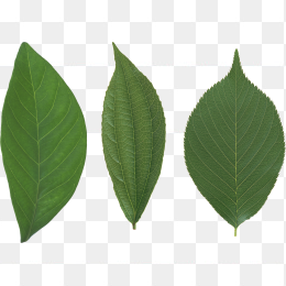 绿色植物叶片免抠图片